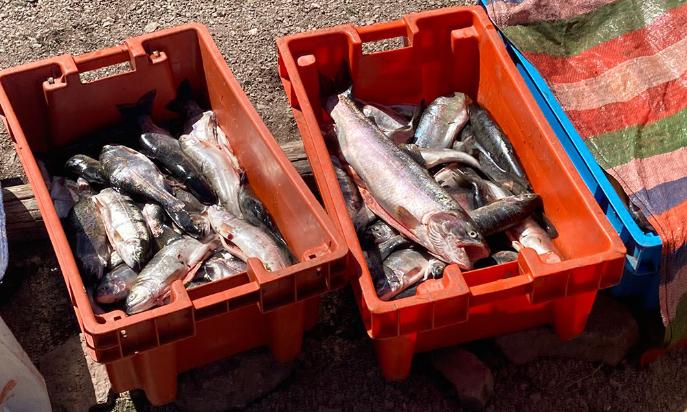 Fish inside a bucket.
