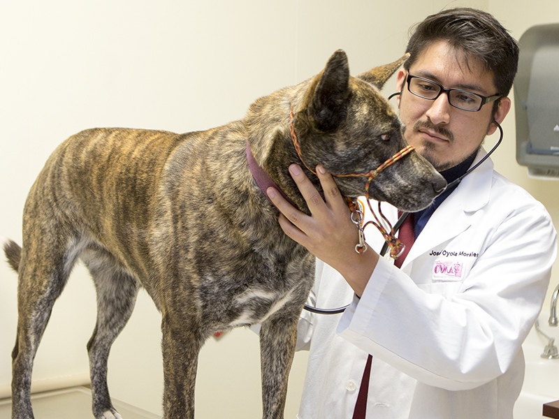 Doctorate Veterinary Medicine and MBA Oklahoma State University